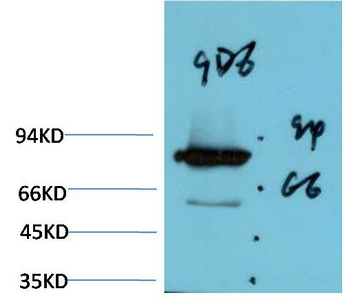 Mouse Monoclonal Antibody to Luciferase Mouse(9D6)