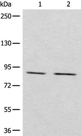 Rabbit Polyclonal Antibody to MARK2