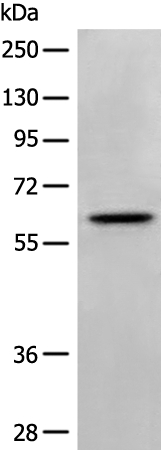 Rabbit Polyclonal Antibody to NTNG2