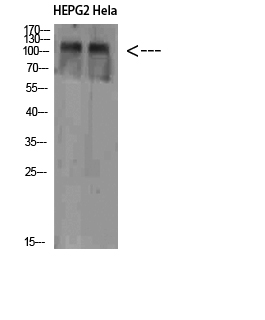 Rabbit Polyclonal Antibody to NLRX1