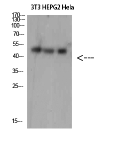 Rabbit Polyclonal Antibody to SPOP