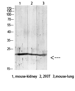 Rabbit Polyclonal Antibody to Gremlin-2