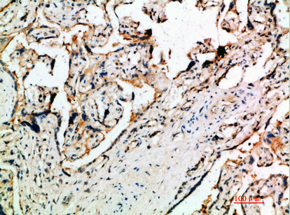 Rabbit Polyclonal Antibody to DDT