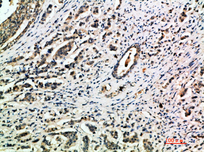 Rabbit Polyclonal Antibody to Integrin α1