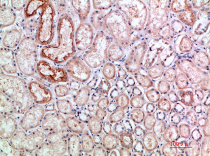 Rabbit Polyclonal Antibody to ANG I