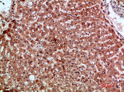 Rabbit Polyclonal Antibody to MIP-3α