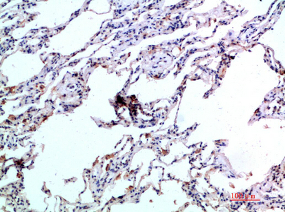Rabbit Polyclonal Antibody to Eotaxin-2