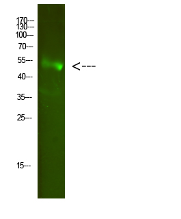 Rabbit Polyclonal Antibody to FA2H