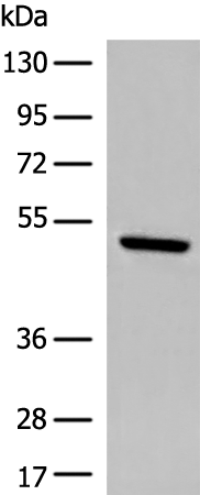 Rabbit Polyclonal Antibody to DCAF13
