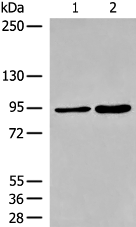 Rabbit Polyclonal Antibody to DDHD1