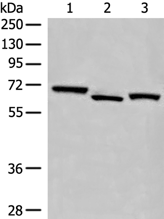 Rabbit Polyclonal Antibody to EEPD1