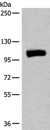 Rabbit Polyclonal Antibody to MLLT1