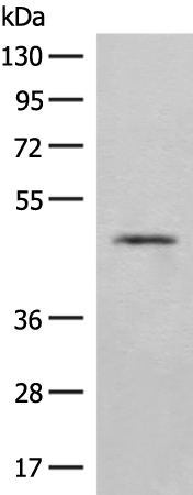 Rabbit Polyclonal Antibody to EIF2S3