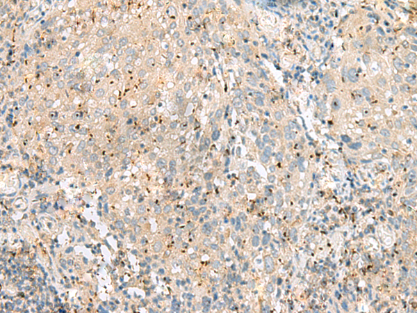 Rabbit Polyclonal Antibody to EIF3L