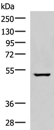Rabbit Polyclonal Antibody to NKD2
