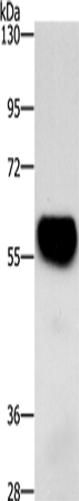 Rabbit Polyclonal Antibody to ZBTB26