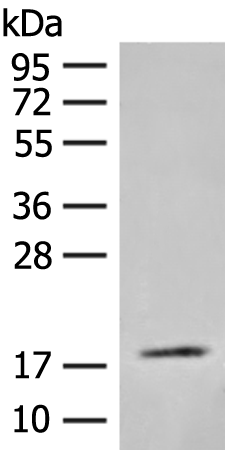 Rabbit Polyclonal Antibody to FAM177B