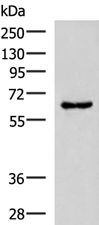 Rabbit Polyclonal Antibody to GPR89A/GPR89B