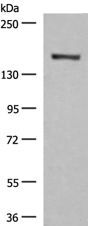 Rabbit Polyclonal Antibody to GRSF1