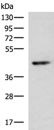 Rabbit Polyclonal Antibody to KCNU1