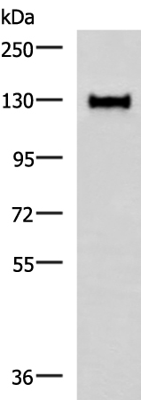 Rabbit Polyclonal Antibody to WLS