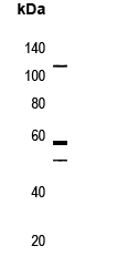 Rabbit Polyclonal Antibody to CARD1