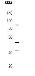 Rabbit Polyclonal Antibody to Cadherin 9