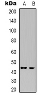 Rabbit Polyclonal Antibody to CDK15