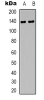 Rabbit Polyclonal Antibody to DZIP3