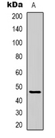 Rabbit Polyclonal Antibody to GPR137C