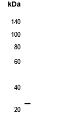 Rabbit Polyclonal Antibody to KDELR3