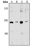 Rabbit Polyclonal Antibody to MED13L