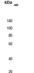 Rabbit Polyclonal Antibody to MEGF8