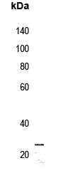 Rabbit Polyclonal Antibody to MRPS7