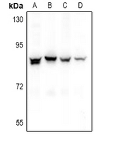 Rabbit Polyclonal Antibody to NOL1