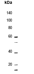 Rabbit Polyclonal Antibody to NT5C3