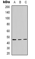 Rabbit Polyclonal Antibody to Panopsin