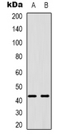 Rabbit Polyclonal Antibody to PABPC5