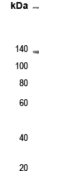 Rabbit Polyclonal Antibody to p22