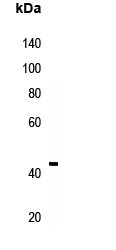 Rabbit Polyclonal Antibody to RSAD2