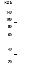 Rabbit Polyclonal Antibody to GPR106