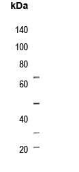Rabbit Polyclonal Antibody to ZNT4