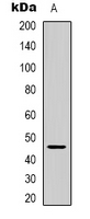Rabbit Polyclonal Antibody to GPR172A