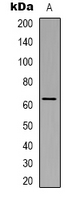 Rabbit Polyclonal Antibody to NHE8