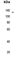 Rabbit Polyclonal Antibody to LEKTI