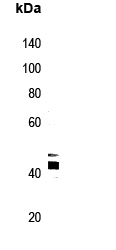 Rabbit Polyclonal Antibody to FAM11A
