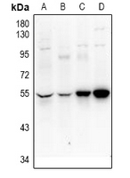 Rabbit Polyclonal Antibody to UEVLD