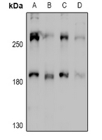 Rabbit Polyclonal Antibody to MYO1