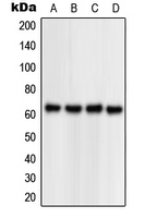 Rabbit Polyclonal Antibody to NPAS1
