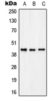 Rabbit Polyclonal Antibody to KCNAB3